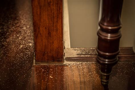 How to Get Rid of Termites in Furniture: A Comprehensive Guide to Saving Your Beloved Pieces